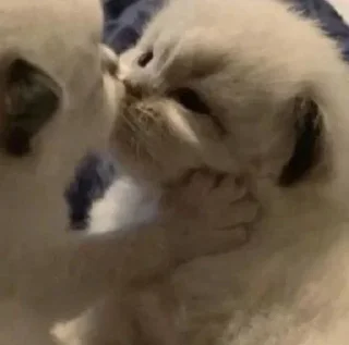 Стикер Ты Котик @SbornikStickers - 11