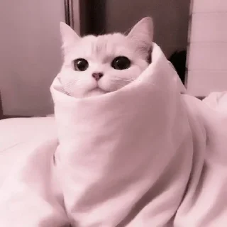 Стикер Ты Котик @SbornikStickers - 3