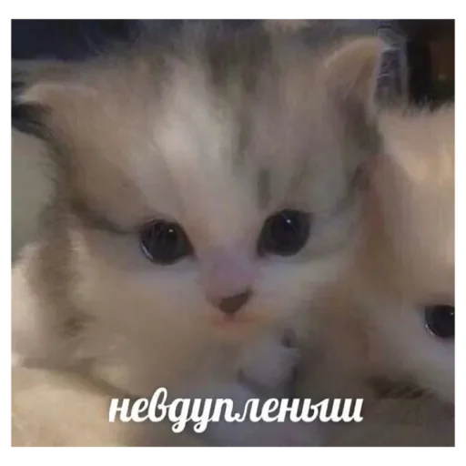 Стикер CatSm8 - 1