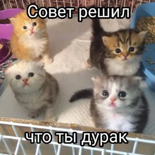 Стикер Cat_sm - 3