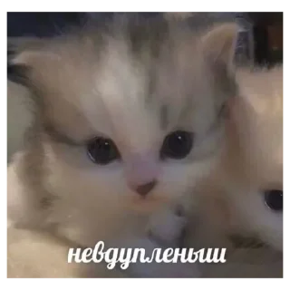 Стикер Cat_sm - 7