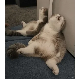 Стикер Cats - 6