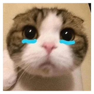 Стикер Cats - 3