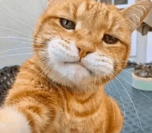 Киськи (@i_Love_Akame) - animal