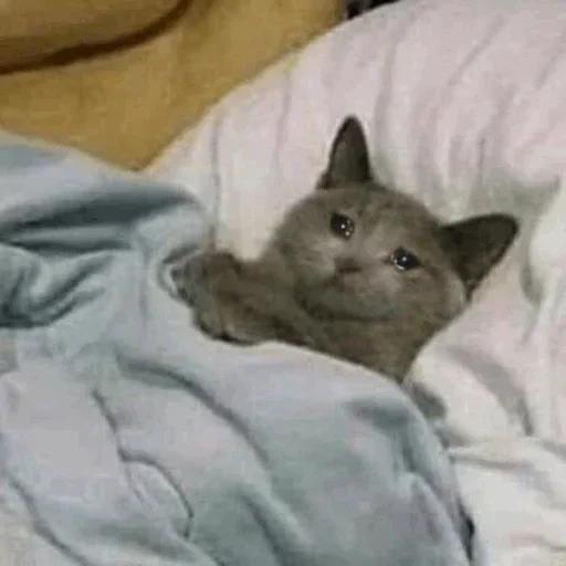 cat domestic cat animal