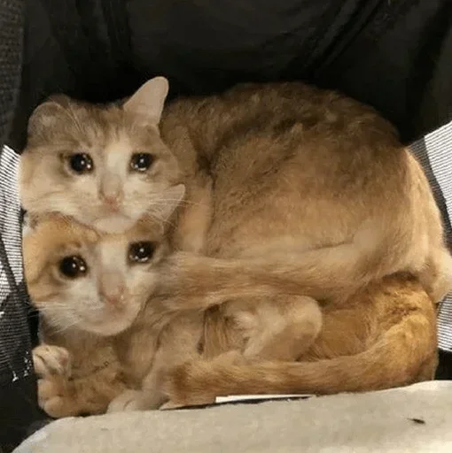 animal small to medium-sized cats felidae