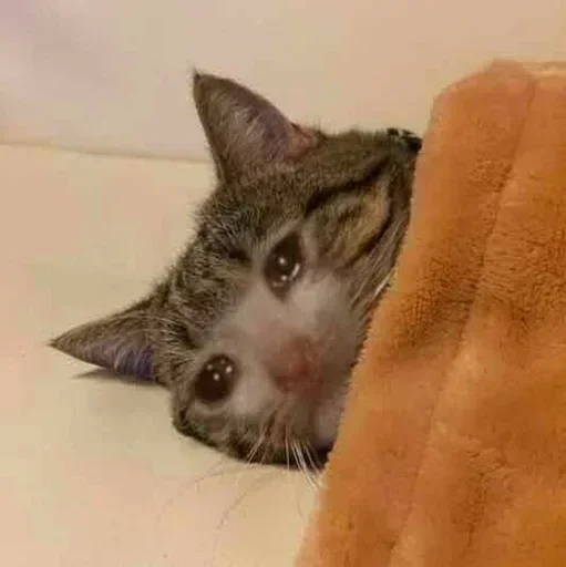 animal mammal small to medium-sized cats