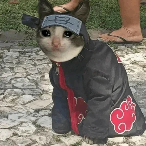 ground cat clothing