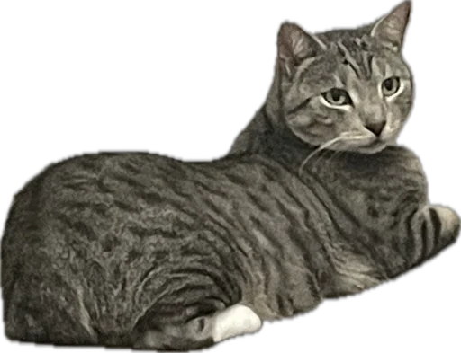 животное млекопитающее кошка