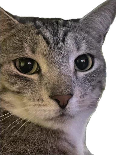 животное млекопитающее кошка