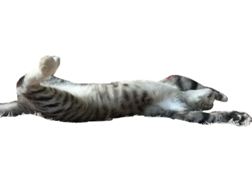 animal mammal domestic cat