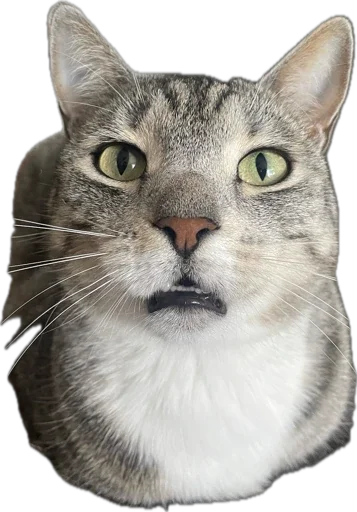 млекопитающее животное кошка