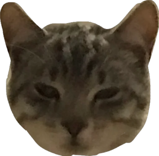 животное кошки малого и среднего размера кошка