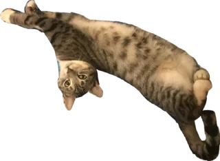 Sticker Альберт - 6