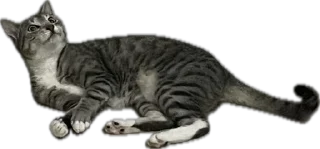 Sticker Альберт - 0