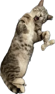 Sticker Альберт - 4