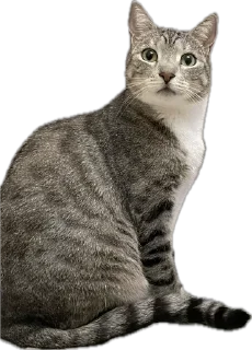 Sticker Альберт - 2