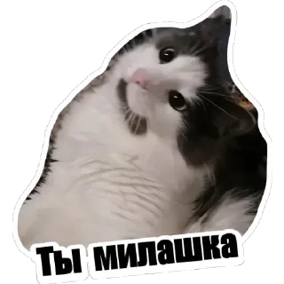 Sticker KotSёма - 2