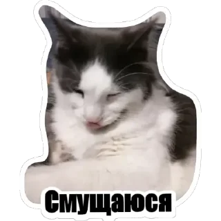 Sticker KotSёма - 10