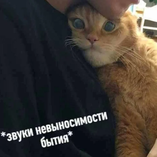 животное кошка млекопитающее