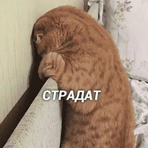 животное кошка млекопитающее