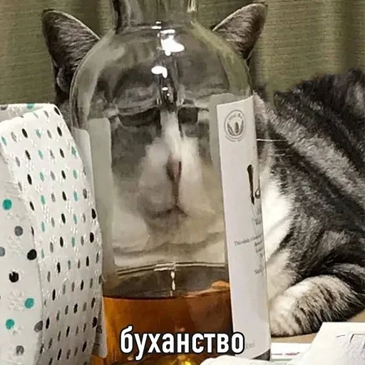 животное комнатный кошка