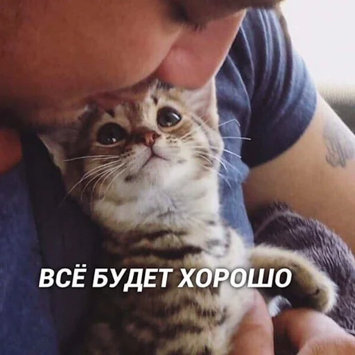 животное млекопитающее кошка