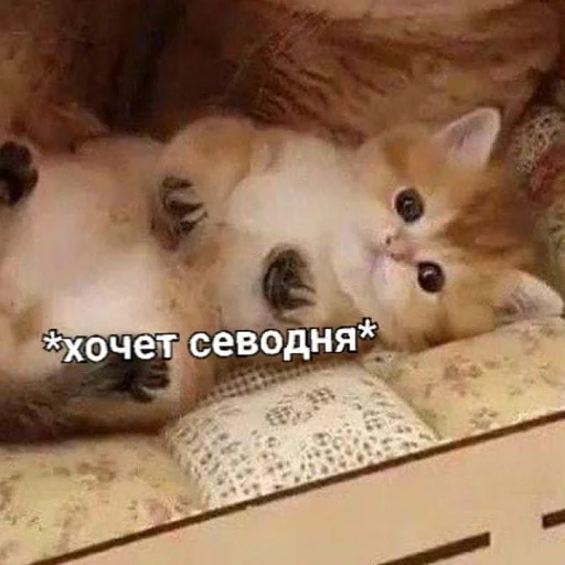 животное СМС млекопитающее