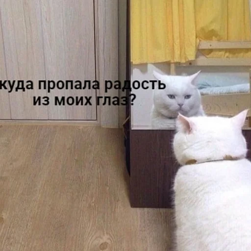 кошки малого и среднего размера кошачьи комнатный