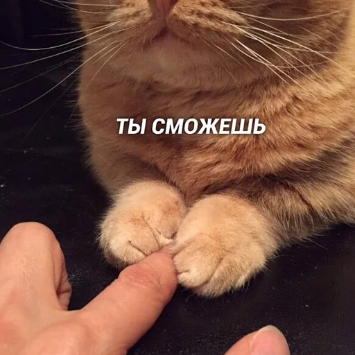 млекопитающее животное кошки малого и среднего размера