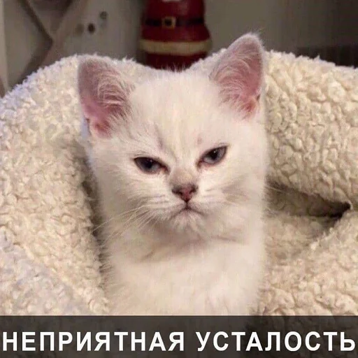 млекопитающее животное кошка