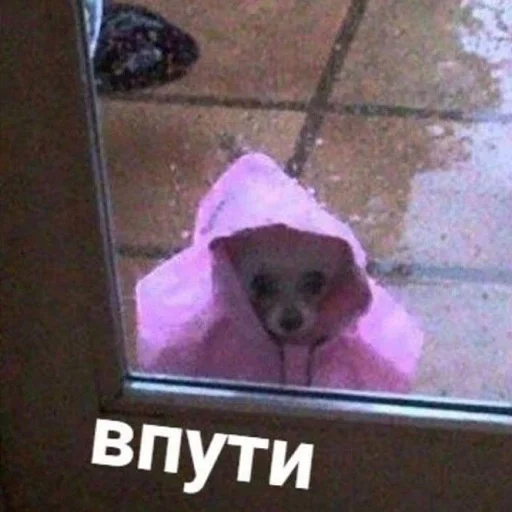 собака животное щенок