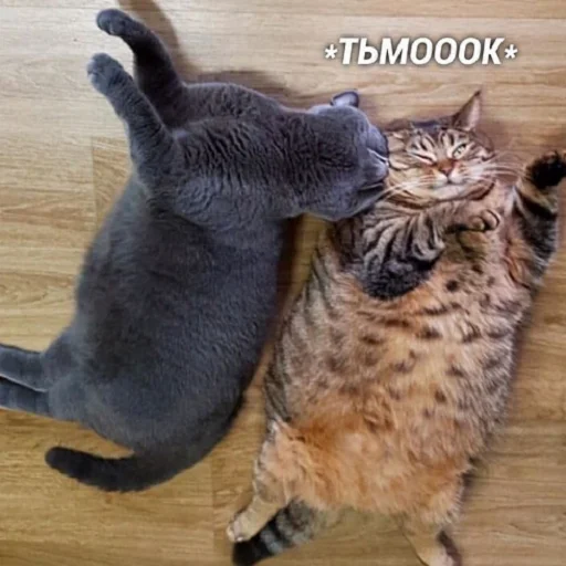 животное кошки малого и среднего размера млекопитающее