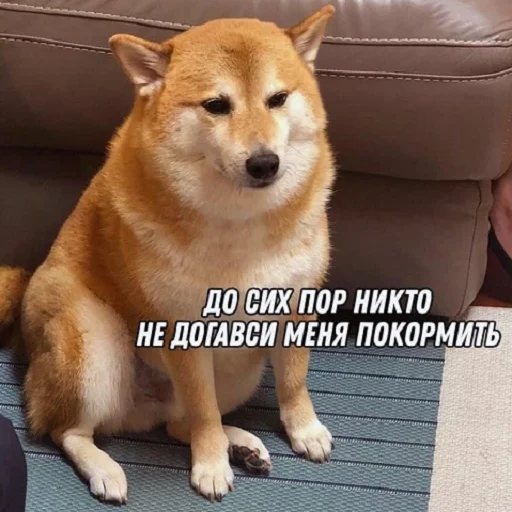 животное млекопитающее домашнее животное