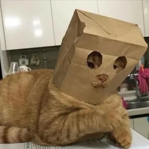 Sticker Котики<3 - 9