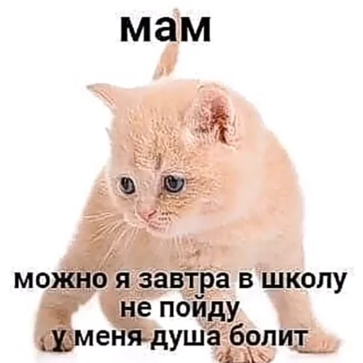Sticker Котики<3 - 8