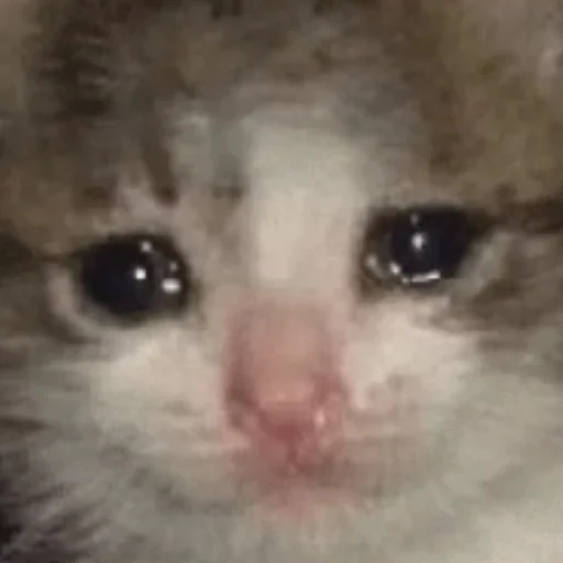 Sticker Котики<3 - 7