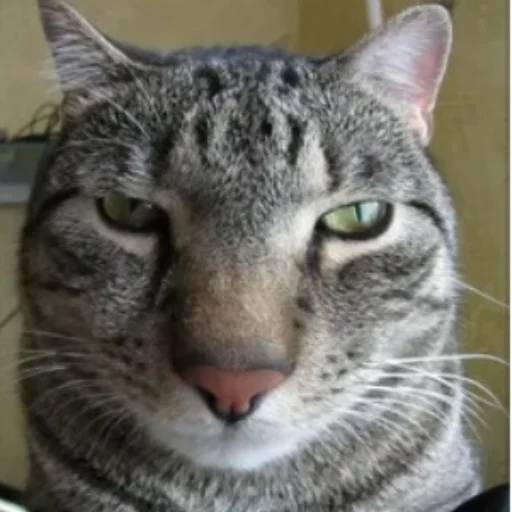 Sticker Котики<3 - 5