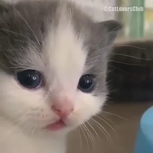 Sticker Котики<3 - 4