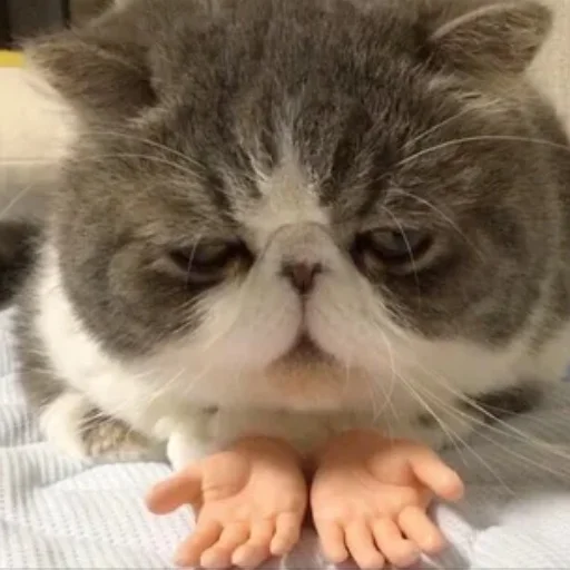 Sticker Котики<3 - 3