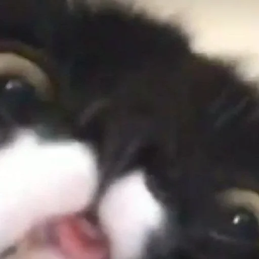 Sticker Котики<3 - 2