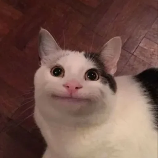 Sticker Котики<3 - 1