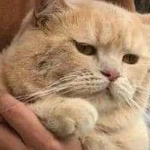 Sticker Котики<3 - 0