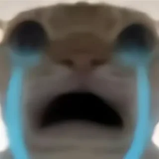 Стикер Cat meme - 8