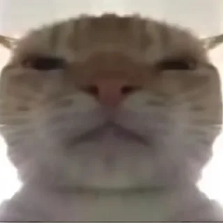 Стикер Cat meme - 4