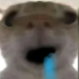 Стикер Cat meme - 5