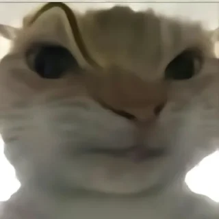 Стикер Cat meme - 6