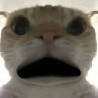 Стикер Cat meme - 10