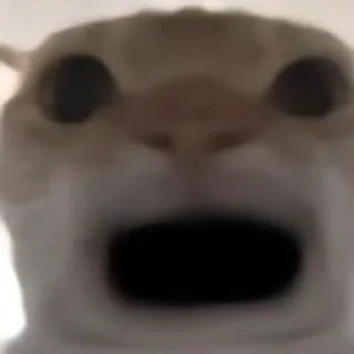 Стикер Cat meme - 7