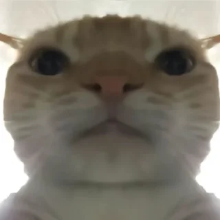 Стикер Cat meme - 11